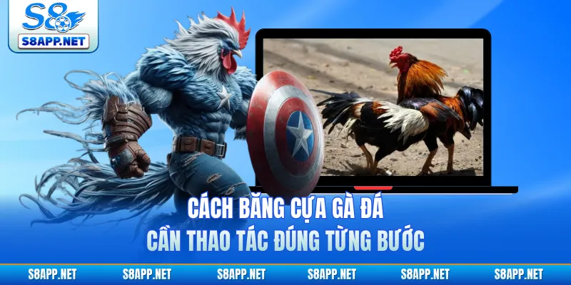 Cách băng cựa gà đá cần thao tác đúng từng bước
