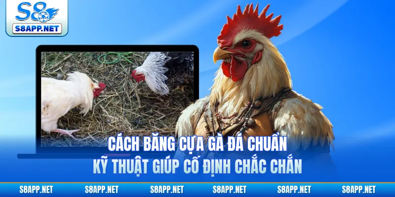 Cách Băng Cựa Gà Đá Chuẩn Kỹ Thuật Giúp Cố Định Chắc Chắn