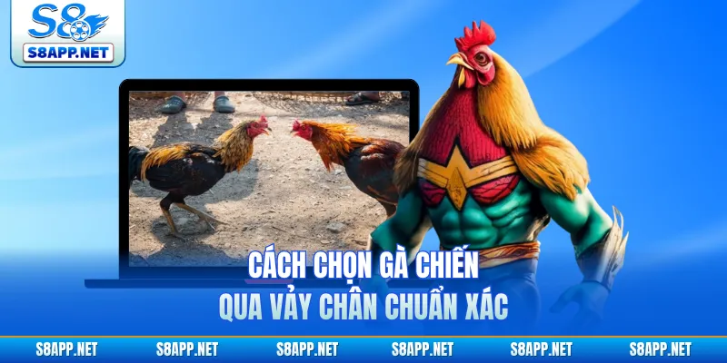 Cách chọn gà chiến qua vảy chân chuẩn xác