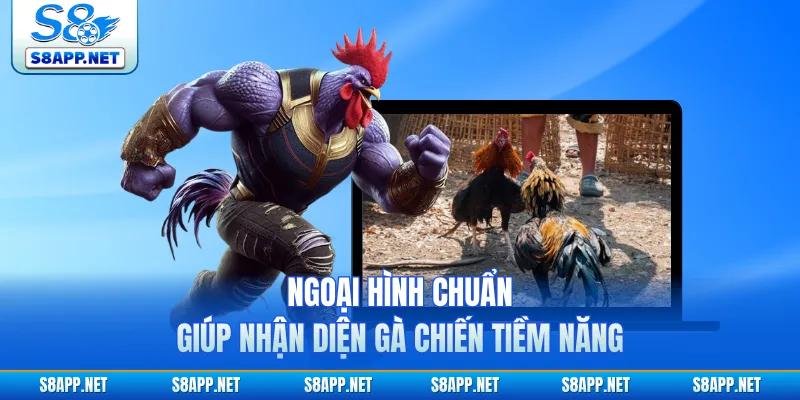 Ngoại hình chuẩn giúp nhận diện gà chiến tiềm năng