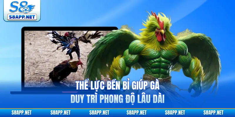 Thể lực bền bỉ giúp gà duy trì phong độ lâu dài